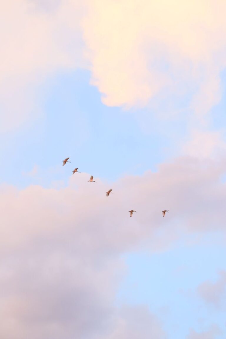 graceful birds in flight against a pastel sky