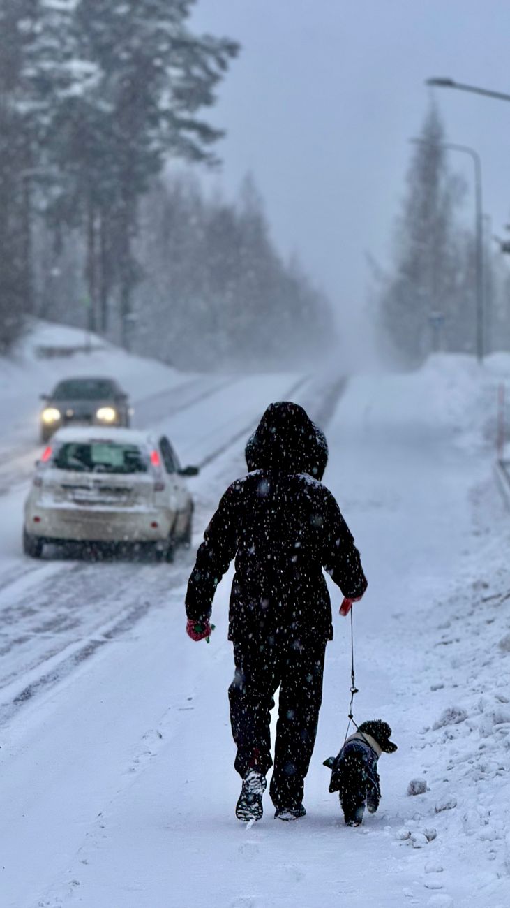 walking a dog in a snowy winter storm in sweden