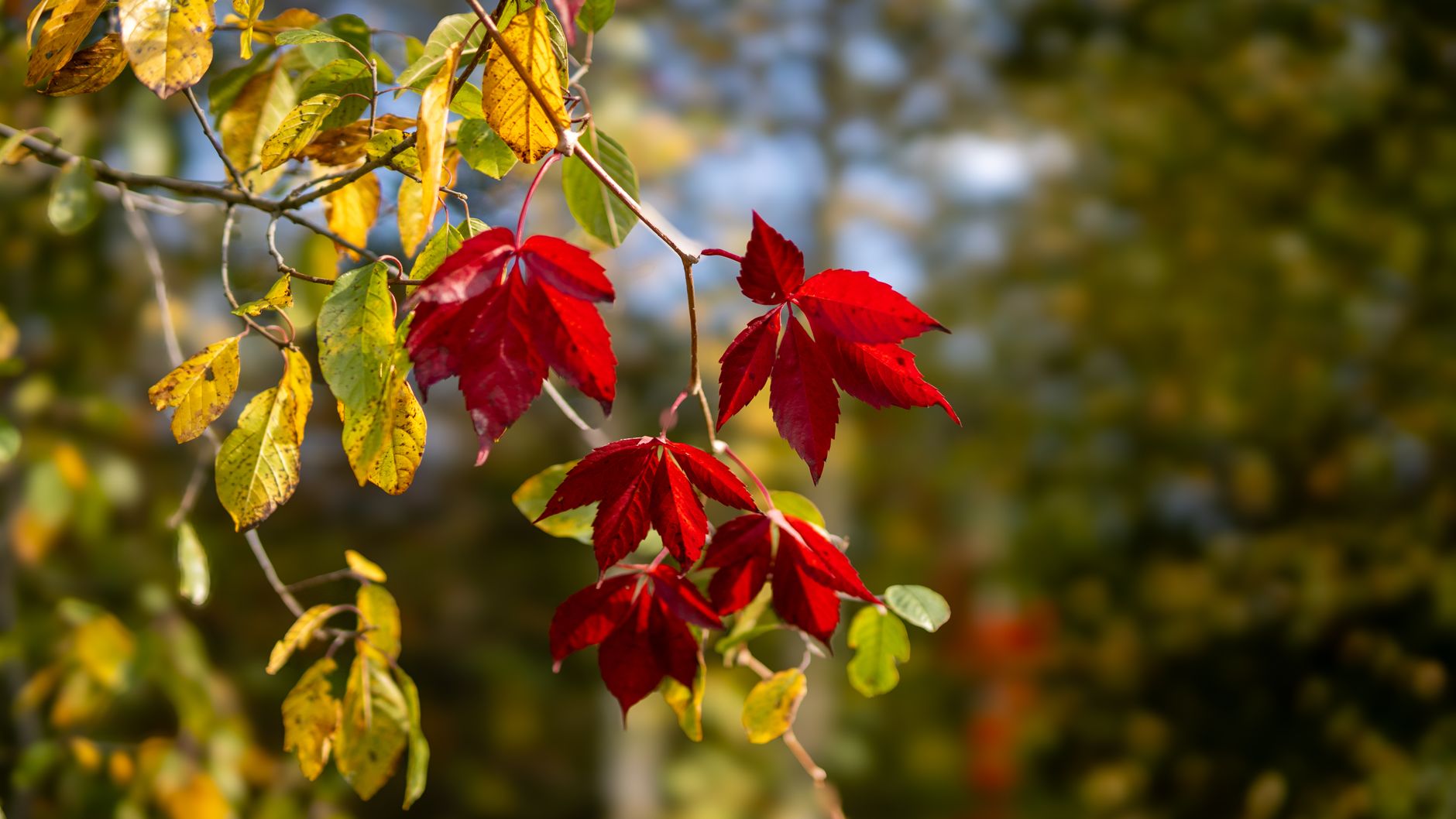 close up of bright red autumnal leaves